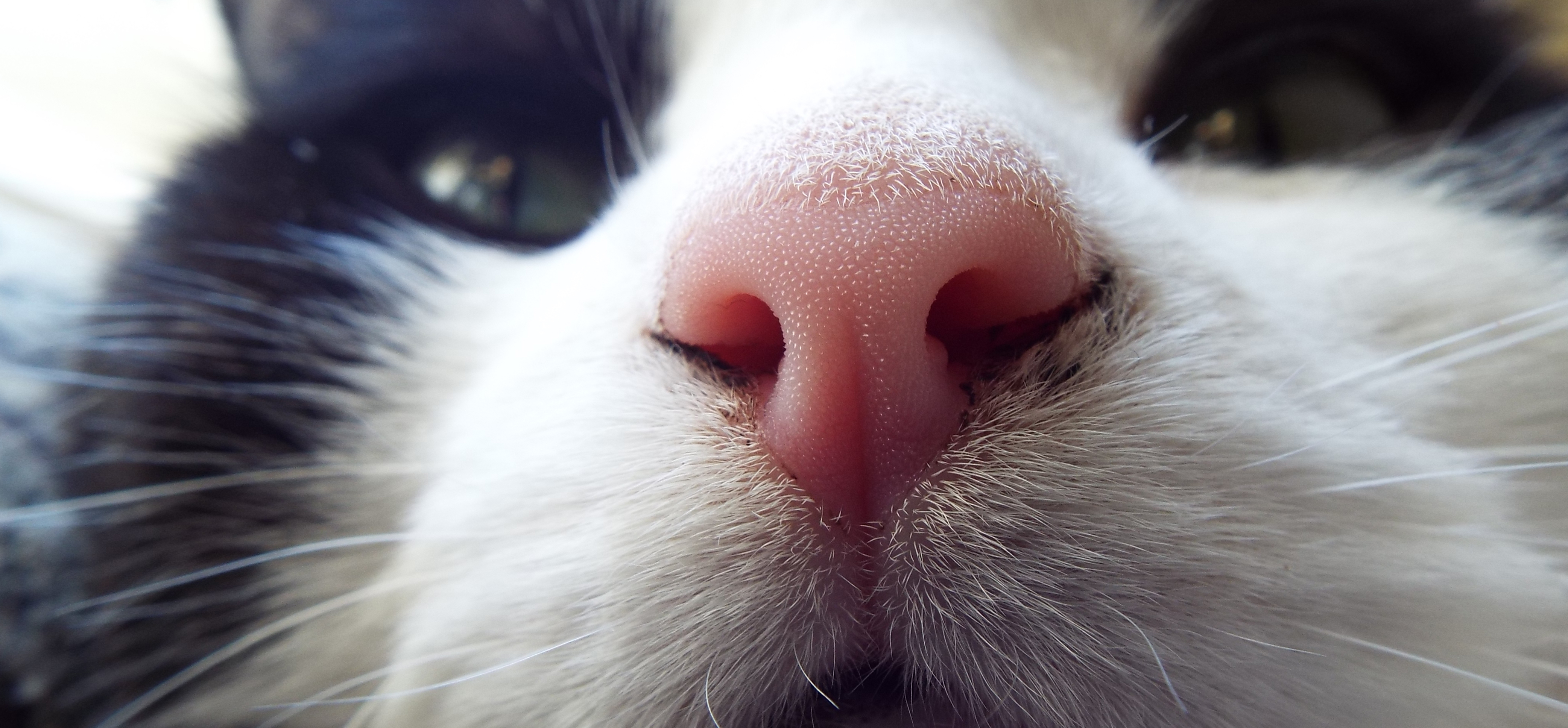 Cat too close Cat too close