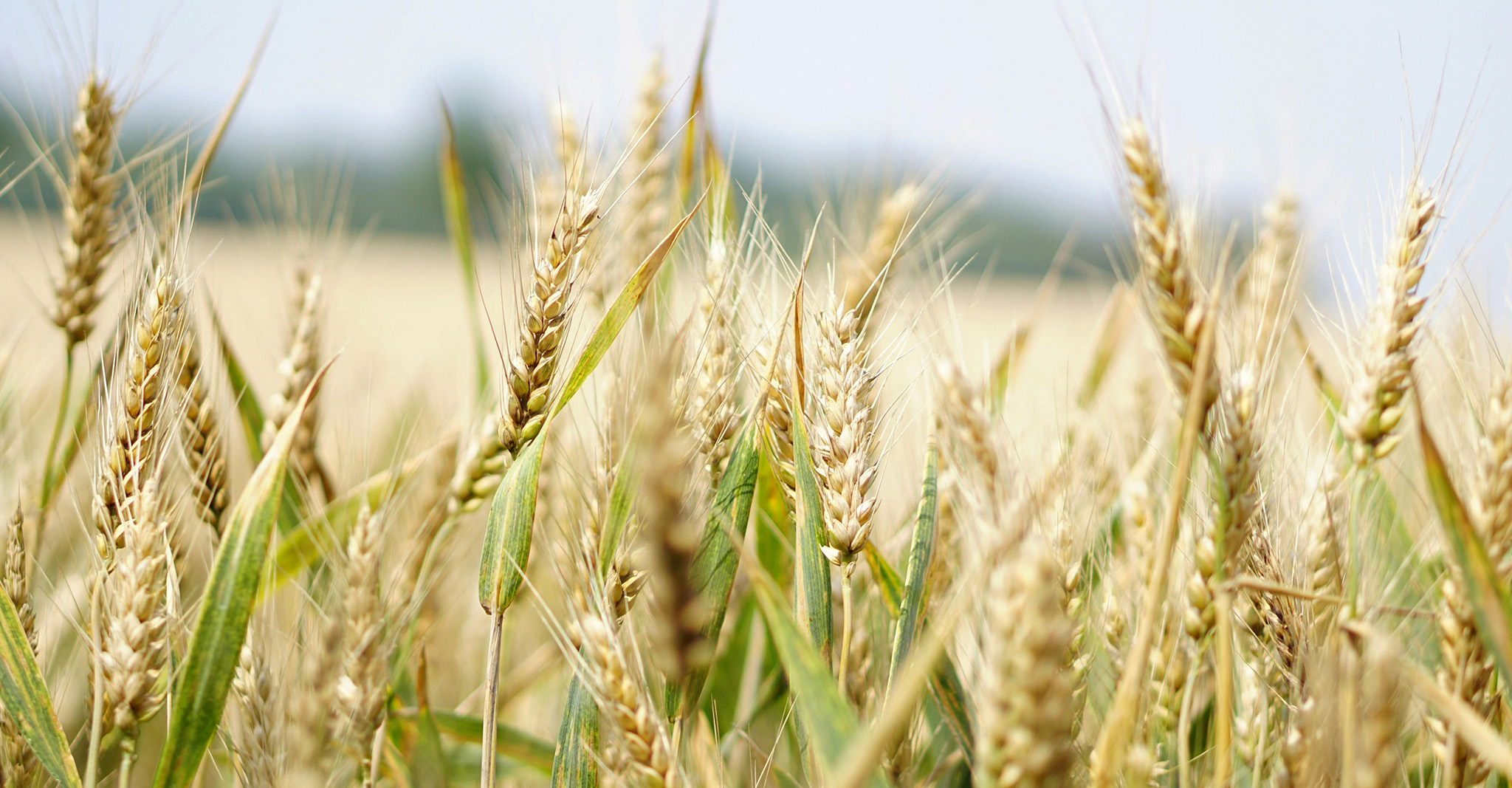 Wheat field representing agriculture in Norwich